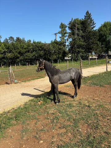 Ottelo du fournil 2 ans 