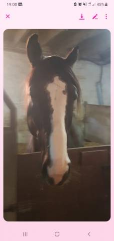 Cheval sf 8 ans ambre d'elincourt 