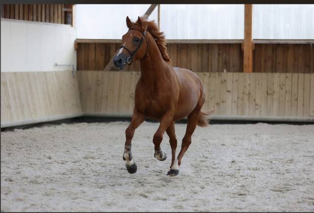 Hongre selle français 