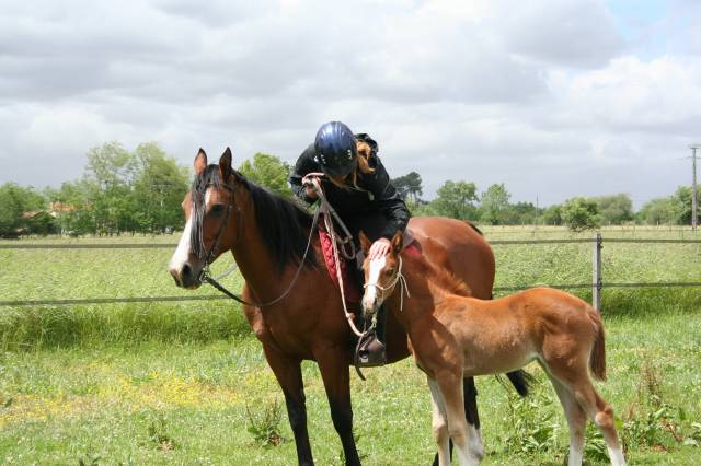 Athletique jument demi-sang arabe de 12 ans