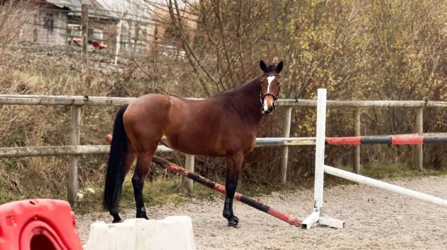 Jument selle français 6 ans