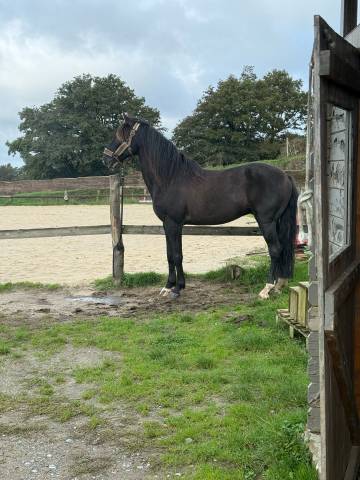 Lusitanien cso/dressage vente ou dp 