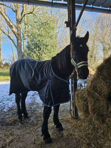 Demi-trait boulonnais