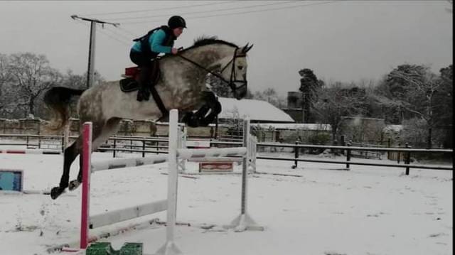 Dublin louvo  : étalon par carambar de muze