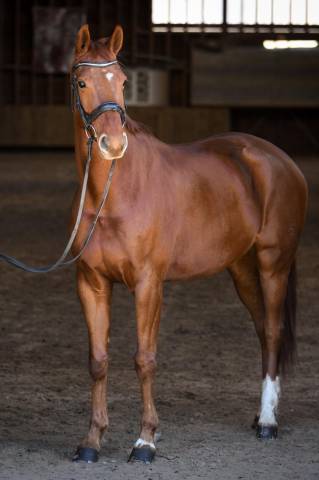 Vends élégant cheval allemand 