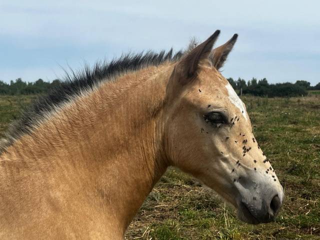 Pouliche welsh k isabelle