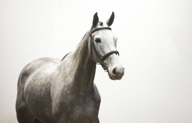 Jument amateur élite 