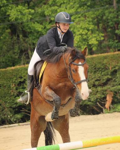 Hongre shagya polyvalent