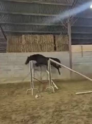 Magnifique petit cheval anglo arabe 5 ans très bien mis