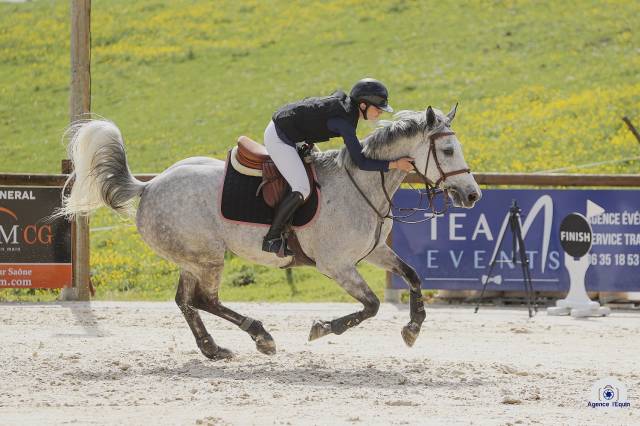 à vendre top jument de cso 