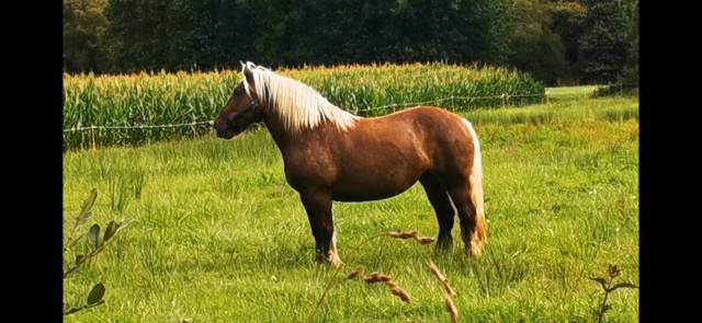 Jument comtoise 