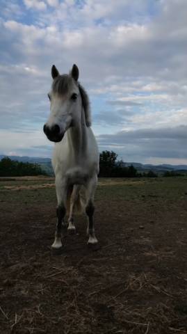 Location poney d jusqu’à p2