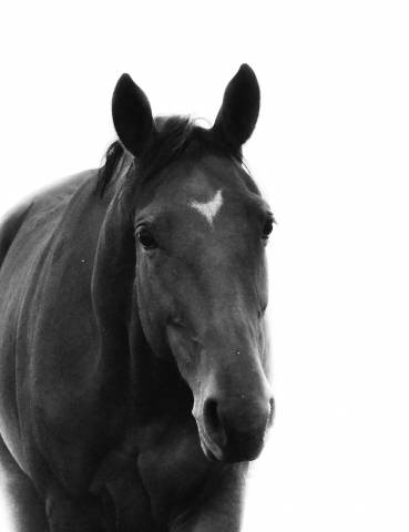 Jument cheval de selle italien a vendre 2021 bai par panama tame