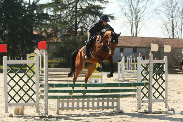 Jument cheval de selle italien a vendre 2021 bai par panama tame