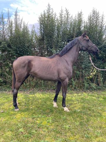 Jument 5 ans 