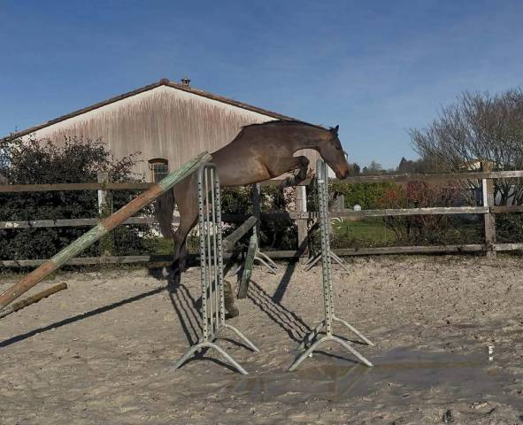 Hongre connemara de 6 ans 