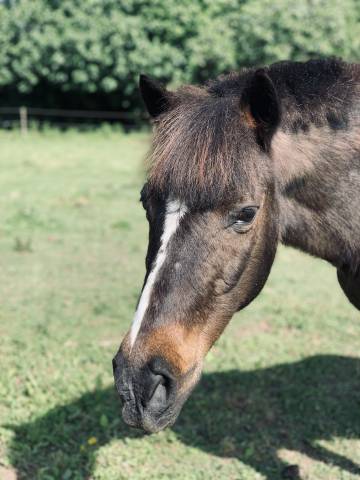 Donne vieux poney de compagnie