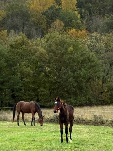 Poulain selle français oc top origines 