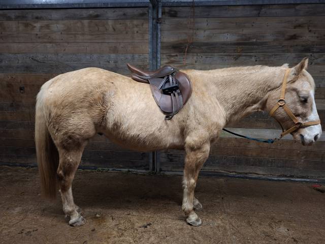 Selle fouganza romeo 17,5 