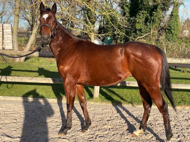 Carricastel -  jument pur-sang