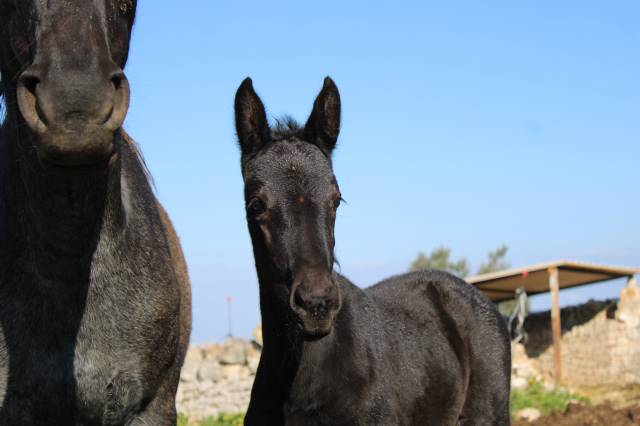 Zoella - pouliche pp murgese - noire