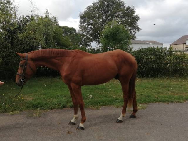 Hongre selle français 4 ans 