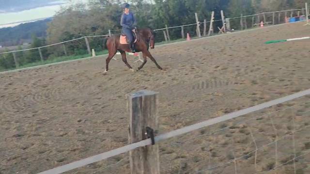 Cheval anglo arabe 6 ans 