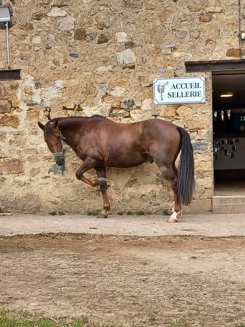 Poney pfs hors côtes 