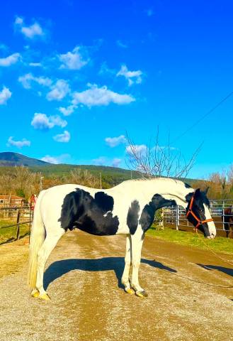 Cheval entier pie noir 