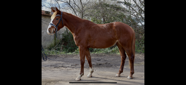 ✨jument 4 ans 2026 ✨