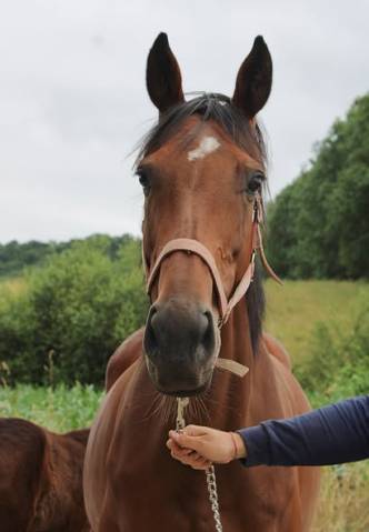 Vente poulinière ps par montmartre