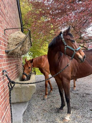 Belle jument ps - 5ans 