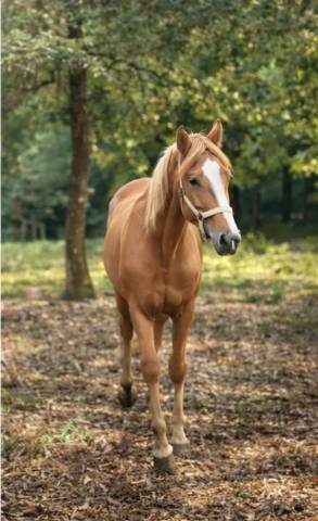 Jument cheval sport loisir pp