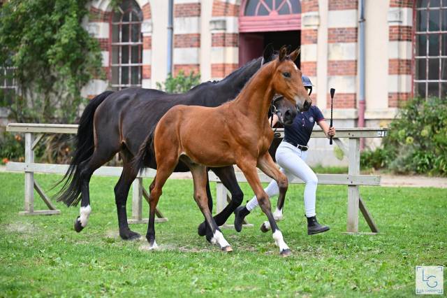 Poulain conte bellini