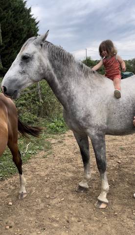 Hongre 7 ans gris padock du plessis 