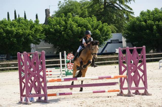  hongre- connemara- 10 ans 