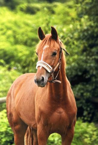 Pouliche alezane crins lavés de 3 ans très prometteuse 