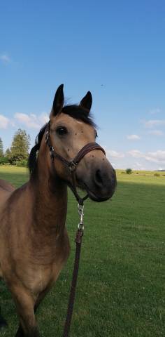 Kavalière du cerneux jument poulinière de 6 ans 