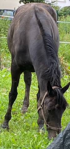 Donne cheval contre bons soins