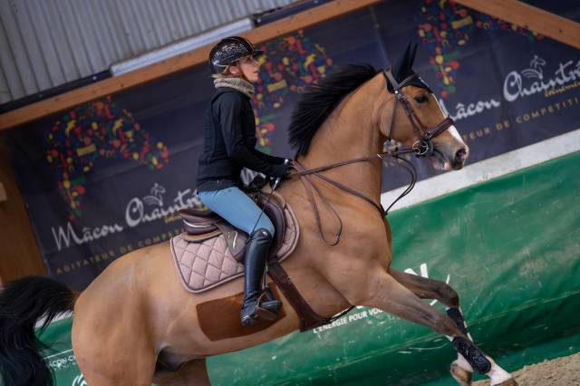 Hongre sf 12ans orienté cso, par quite easy