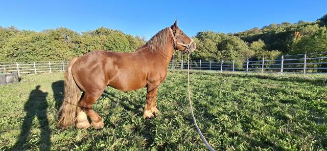 Etalon breton gentil 