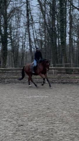 Hongre 4ans 170cm calme 