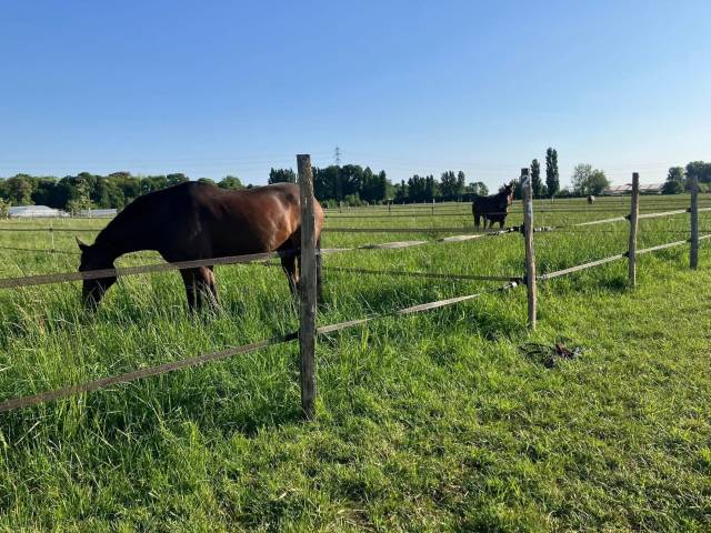 Haras des blanpins pré box 7j/7