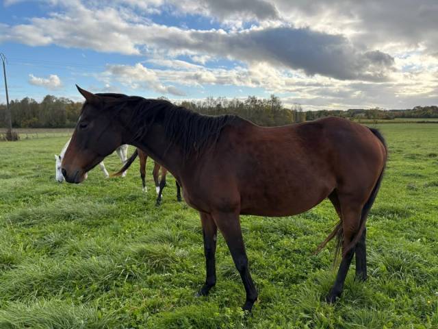 Poulinière aqps pleine
