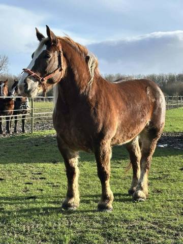 Jument de trait 6 ans 