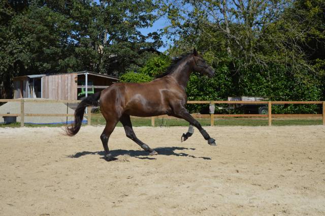 Jument orientation dressage / poulinière 