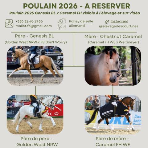 A réserver poulain 2026 origines allemandes