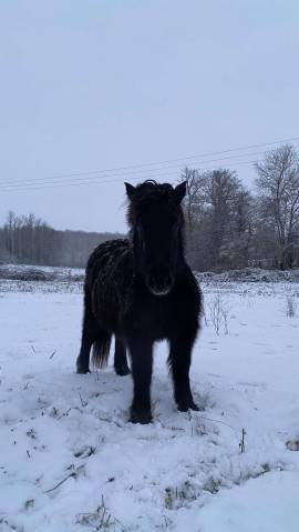 Ponette noire, née le 10 mai 2010