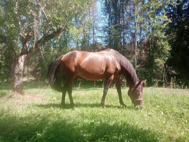 Poulinière zangersheide 