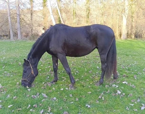 Jument zangersheide 4 ans